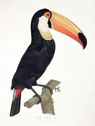 オオハシ 第2図、フランソワ・ルヴァイヤン著『極楽鳥の歴史』より、ジャック・ルイ・ペレー（1769年生）彫版、1806年刊