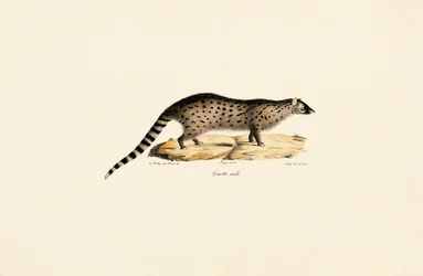 アフリカの遺伝子