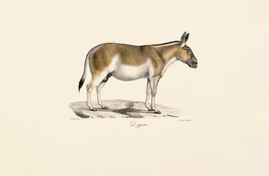 アジアン・ワイルド・アス