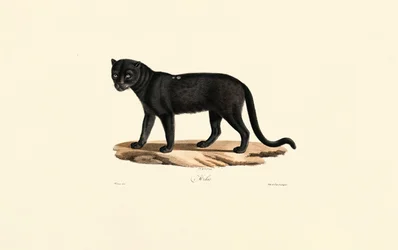 クロジャガー（Panthera onca）