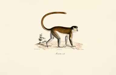 青猿