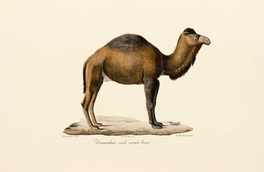ドロメダリーラクダ、ブラウン種