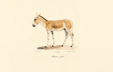 女性 アジア人のワイルドなお尻