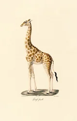 キリン（メス）