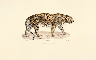 オス・ヒョウ