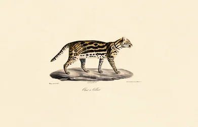 マーゲイ・キャット