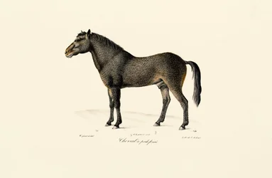 プシバルスキーの馬
