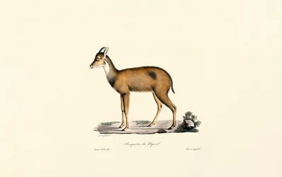 レッド・フォレスト・ダイバー