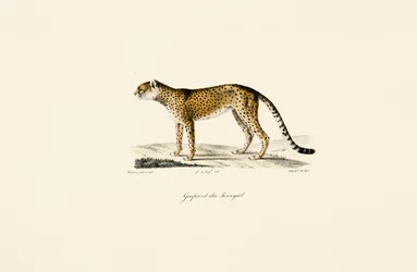 セネガル・チーター