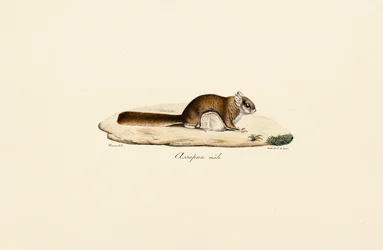 サザナミモモンガ（オス）