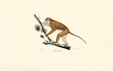 チベット・マカク