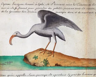 白いトキ (Eudocimus albus)、サン ビセンテ島、カーボベルデ、ジャック グアン ド ボーシェヌ (1652-1730) によるログブックの水彩画、1698 年から 1701 年までフランスのコンパニー ロワイヤル ドゥ ラ メール デュ シュッドの船長