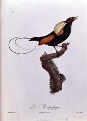 ジャック・ルイ・ペリー（b.1769）によって彫刻された鳥の楽園（カラー彫刻）
