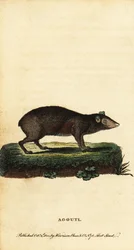 Agouti、Dasyprocta 種。 ,1800年（刻印）