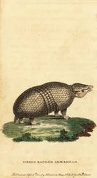 ブラジルのスリーバンド アルマジロ、Tolypeutes tricinctus、1800 年 (彫刻)