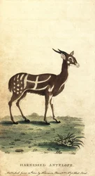 利用されたブッシュ バックまたはケウェル、Tragelaphus scriptus.、1800 年 (彫刻)