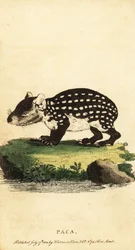 低地のパカまたは斑点のあるパカ、Cuniculus paca。、1800年（彫刻）