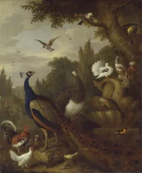 公園内の孔雀、ピーエン、オウム、カナリア、その他の鳥、c.1708-10