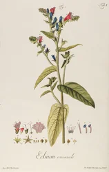 エキウム：オリエンタル、"Icones Plantarum "より、1763年頃（エングレーヴィング）