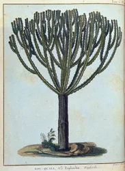 Kol-quall（コル・コール）、ユーフォルビア（サボテン）......ジェームズ・ブルース著『Journey to Nubia and Abyssinia undertaken to discover the source of the Nile during the year 1768 to 1772（1768年から1772年にかけてナイル川の源流を発見するために行われたヌビアとアビシニアへの旅）』第1巻、パリ