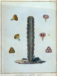 Kol-quall（コル・コール）、ユーフォルビア（サボテン）......ジェームズ・ブルース著『Journey to Nubia and Abyssinia undertaken to discover the source of the Nile during the year 1768 to 1772（1768年から1772年にかけてナイル川の源流を発見するために行われたヌビアとアビシニアへの旅）』第1巻、パリ