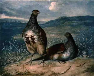 チャールズ・ターナー（1773-1857）が彫刻し、R.アッカーマンが1810年頃に出版した「British Feather Game」のプレート1に掲載されたPartridges（メゾチント・エングレーヴィング）。