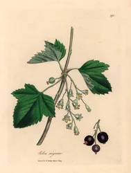 ブラックカラントの木、Ribes nigrum、ウィリアム・ウッドビルのジェームズ・ソワービーによる植物図とウィリアム・ジャクソン・フッカー卿の「医学植物学」1832 年 (手彩色の銅版彫刻)