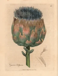 青と紫の花のアーティチョーク、Cynara scolymus、ウィリアム ウッドビルのジェームズ ソワービーとサー ウィリアム ジャクソン フッカーの「医学植物学」1832 による植物のイラスト (手彩色の銅版彫刻)