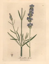 青い花のラベンダー、Lavandula spica、ウィリアム・ウッドビルのジェームズ・ソワービーによる植物図とウィリアム・ジャクソン・フッカー卿の「医学植物学」1832年（手彩色の銅版彫刻）