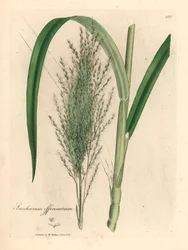 一般的なサトウキビ、Saccharum officinarum、ウィリアム ウッドヴィルのジェームス サワービーによる植物図とウィリアム ジャクソン フッカー卿の「医学植物学」1832 年 (手彩色の銅版彫刻)