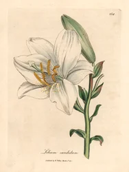 一般的な白いユリ、Lilium candidum、William Woodville の James Sowerby による植物図と、Sir William Jackson Hooker の「Medical Botany」1832 (手彩色の銅版画の彫刻)