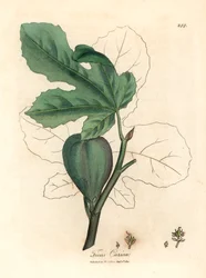 緑のイチジク、果実、葉、葉の輪郭、Ficus carica、James Sowerby による William Woodville の植物図と William Jackson Hooker 卿の「Medical Botany」1832 (手彩色の銅版彫刻)