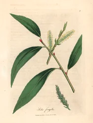 クラック ヤナギ、Salix fragilis の葉と尾状花序、1832 年にウィリアム ウッドヴィルとサー ウィリアム ジャクソン フッカーの「医学植物学」からジェームズ・ソワービーが描いた植物のイラスト (手彩色の銅版彫刻)