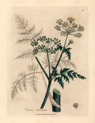 ツガの葉と花、Conium maculatum、ウィリアム・ウッドビルのジェームズ・ソワービーによる植物図とウィリアム・ジャクソン・フッカー卿の「医学植物学」1832年（手彩色の銅版彫刻）