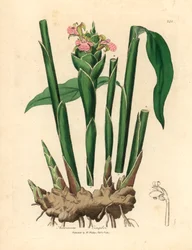 幅の狭い葉のショウガ、Zingiber officinale 、ウィリアム・ウッドビルのジェームズ・ソワービーによる植物図とウィリアム・ジャクソン・フッカー卿の「医学植物学」1832年 (手彩色の銅版彫刻)