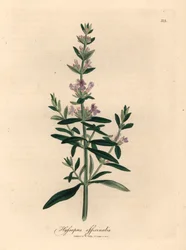 紫の花のヒソップ、Hyssopus officinalis、ウィリアム・ウッドビルのジェームズ・ソワービーとウィリアム・ジャクソン・フッカー卿の「医学植物学」1832年による植物図から（手彩色の銅版彫刻）