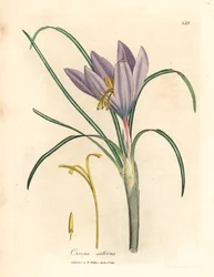 サフラン クロッカス、Crocus sativus、ウィリアム ウッドビルのジェームズ ソワービーによる植物図とウィリアム ジャクソン フッカー卿の「医学植物学」1832 年 (手彩色の銅版彫刻) から