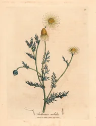 白と黄色の花が咲くカモミール、Anthemis nobilis、ウィリアム ウッドビルのジェームズ ソワービーによる植物図とウィリアム ジャクソン フッカー卿の「医学植物学」1832 年 (手彩色の銅版彫刻)