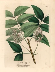 白い花を咲かせたマホガニーの木、Swietenia mahogani、1832 年にウィリアム ウッドヴィルとサー ウィリアム ジャクソン フッカーの「医学植物学」からジェームズ・ソワービーが描いた植物のイラスト (手彩色の銅版彫刻)