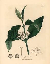 コーヒー植物の白い花、葉、豆、Coffea arabica、ウィリアム・ウッドビルのジェームズ・ソワービーとサー・ウィリアム・ジャクソン・フッカーの「医学植物学」1832年の植物図から（手彩色の銅版彫刻）