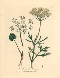 白い花のアニス、Pimpinella anisum、ウィリアム・ウッドビルのジェームズ・ソワービーによる植物図とウィリアム・ジャクソン・フッカー卿の「医学植物学」1832年（手彩色の銅版彫刻）