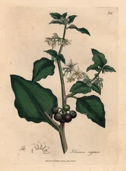 白花で黒い実をつける庭のイヌホオズキ、Solanum nigrum、James Sowerbyによる、William WoodvilleおよびSir William Jackson Hookerの『Medical Botany』1832年からの植物学図版