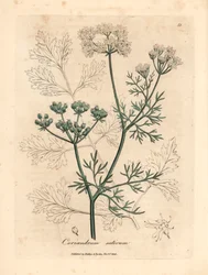 白い花のコリアンダー、Coriandrum sativum、ウィリアム・ウッドビルのジェームズ・ソワービーによる植物図とウィリアム・ジャクソン・フッカー卿の「医学植物学」1832年（手彩色の銅版彫刻）