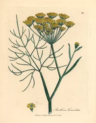 黄色の花フェンネル、Anethum foeniculum、ウィリアム・ウッドヴィルのジェームズ・ソワービーによる植物図とウィリアム・ジャクソン・フッカー卿の「医学植物学」1832年 (手彩色の銅版彫刻)
