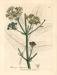 黄色い花のオポパナクスまたは粗いパースネップ、パスティナカ オポパナクス、ウィリアム ウッドビルのジェームズ ソワービーによる植物図とウィリアム ジャクソン フッカー卿の「医学植物学」1832 年 (手彩色の銅版彫刻)