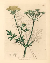 黄色の花が咲くパセリ、Apium petroselinum、ウィリアム ウッドヴィルのジェームズ ソワービーによる植物図とウィリアム ジャクソン フッカー卿の「医学植物学」1832 年 (手彩色の銅版画の彫刻)