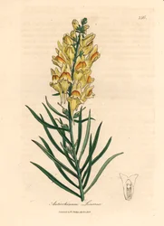 黄色の花キンギョソウ、Antrrhinum linaria、ウィリアム・ウッドビルのジェームズ・ソワービーとウィリアム・ジャクソン・フッカー卿の「医学植物学」1832年による植物図から（手彩色の銅版彫刻）
