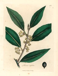 ウィリアム・ウッドビルのジェームズ・ソワービーとサー・ウィリアム・ジャクソン・フッカーの「医学植物学」1832年による植物図からの黄色の花が咲く甘い月桂樹の葉、ローラス・ノビリス（手描きの銅版彫刻）