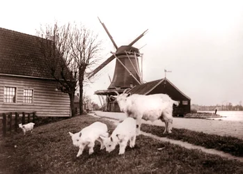 ヤギ、オランダ、ランダム、1898年。
