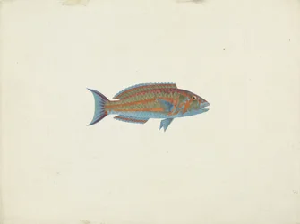 魚、エル・ハデリ・インボ（紙のグラファイトにガッシュ）